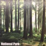 FOREST National Park 12"X12" Scrapbook Paper