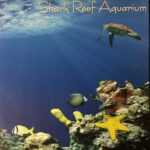 Scrapbooks Customs Barrier Reef SHARK REEF AQUARIUM 12x12” Custom Scrapbook Paper