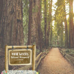 MUIR WOODS California National Monument 12"X12" Scrapbook Paper - Image 2