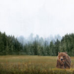 Scrapbook Customs BEAR DS Watercolor 12"X12" Scrapbook Paper - Image 3