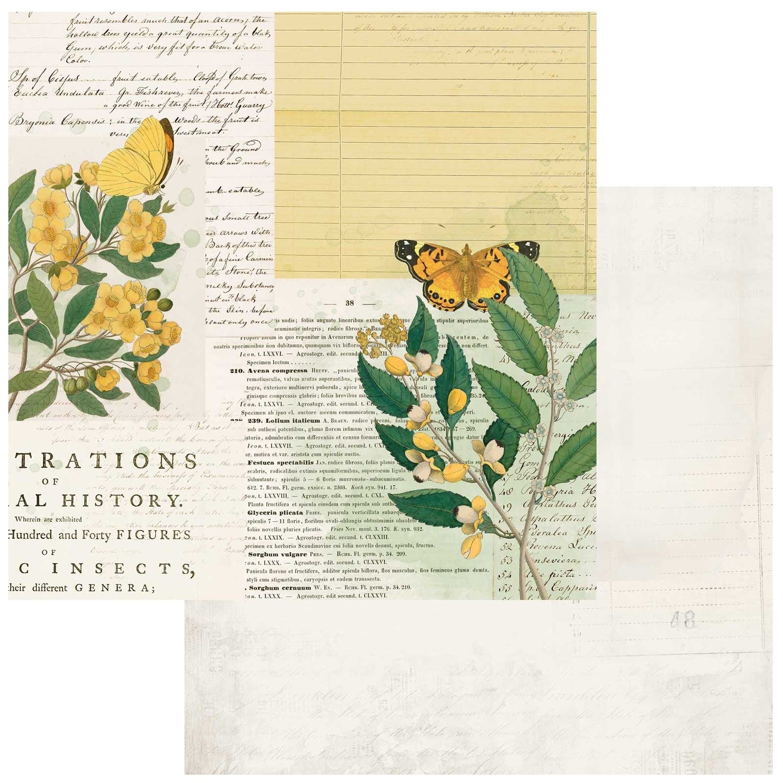 666695PR.jpg 49 and Market Curators Botanical NATURAL HISTORY 12"X12" Scrapbook Paper - Image 1