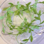 Creative Impressions 1" LEAFY VINE RIBBON Leaf 1 yard yd - Image 6