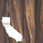 MUIR WOODS California National Monument 12"X12" Scrapbook Paper - Image 3