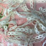 Scrapbooksrus Vintage CREAM EYELET LOOP EDGE Ribbon Trim 0.5”X2yd - Image 2