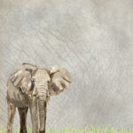 Scrapbook Customs SAFARI ELEPHANT 12"X12" Scrapbook Paper - Image 2