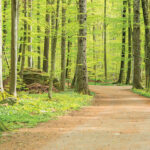 Paper House PATH TO ADVENTURE 12"X12" Scrapbook Paper - Image 2