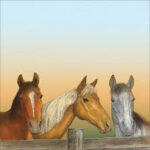Sugar Tree John Dyess MUSTANGS 12"X12" Scrapbook Paper
