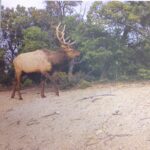 McRice Photo ELK 12"X12" Sheet