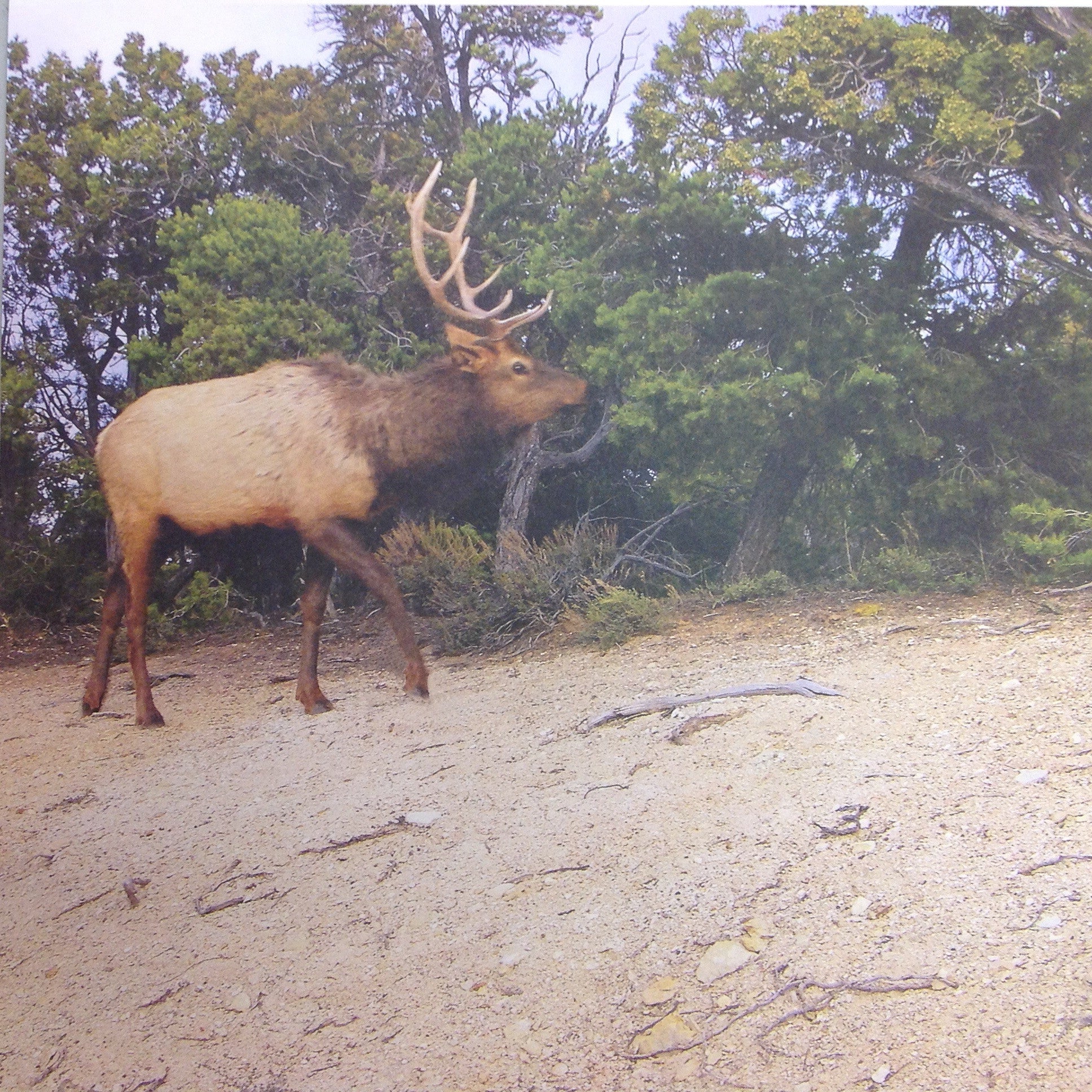 image_b9dc4f69-d644-4b10-891e-5fd4634774e4.jpg McRice Photo ELK 12"X12" Sheet - Image 1